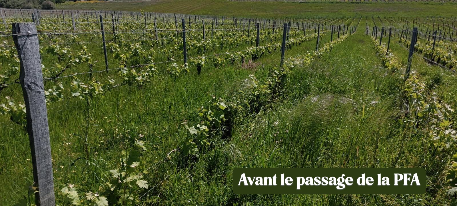 terral-pailleuse-faucheuse-andaineur-pfa-vigne-3-en-1 image 5