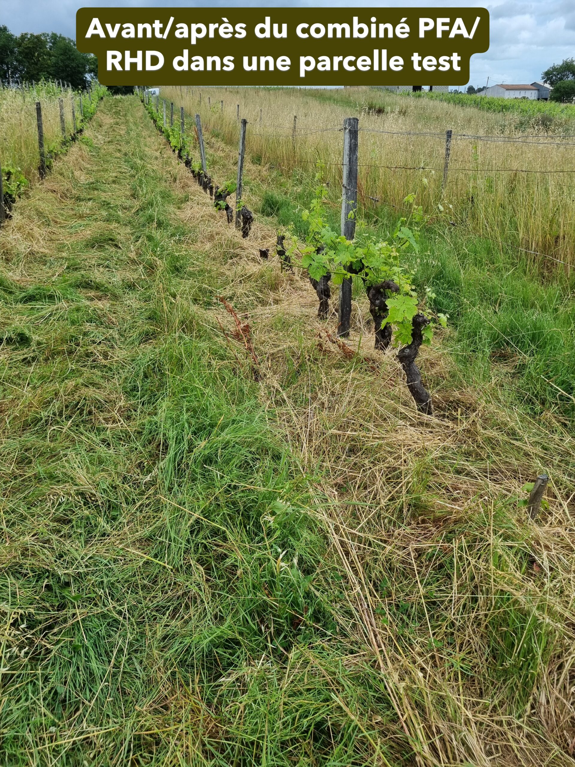 terral-pailleuse-faucheuse-andaineur-pfa-vigne-3-en-1 image 8