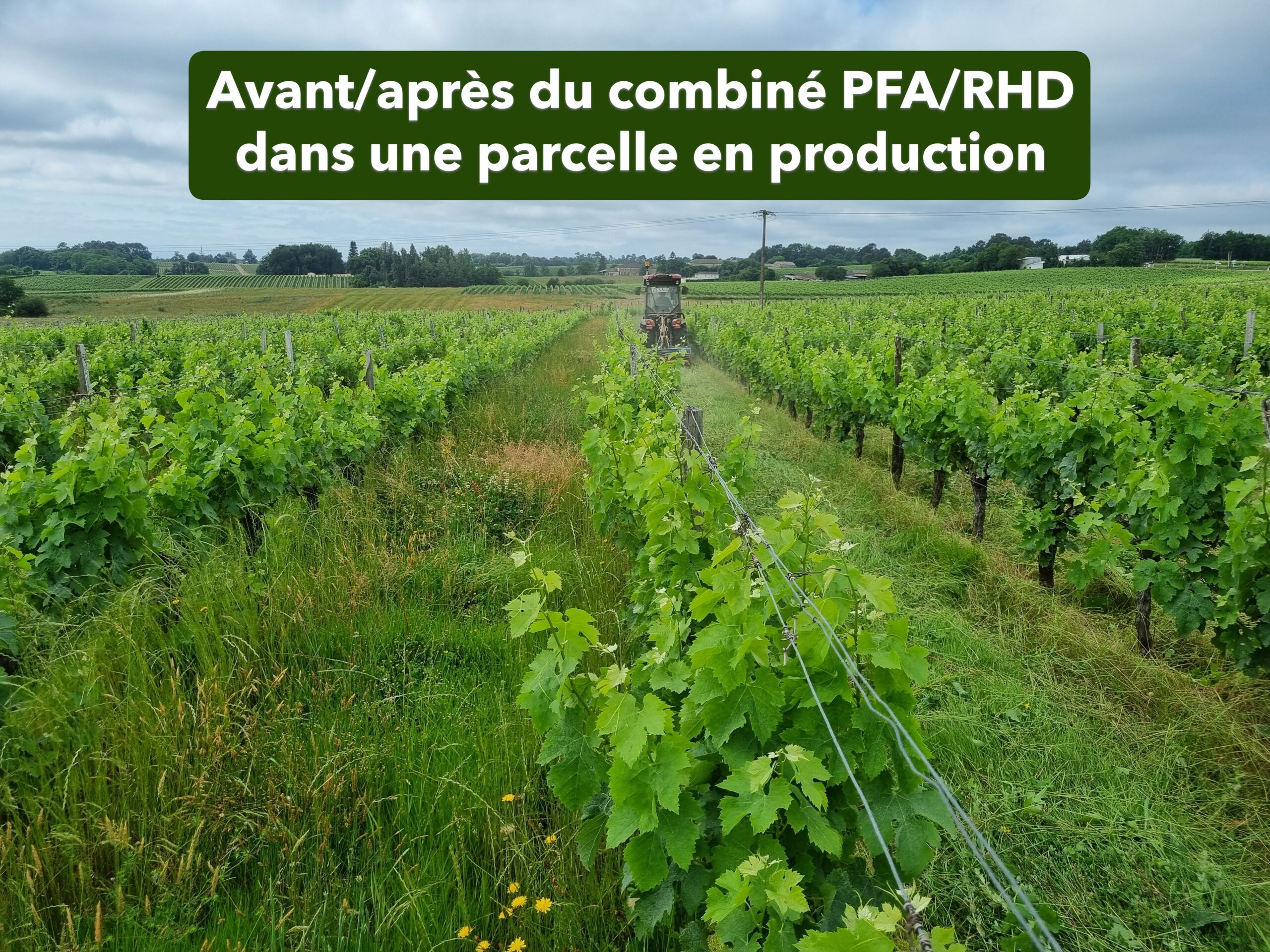 terral-pailleuse-faucheuse-andaineur-pfa-vigne-3-en-1 image 7