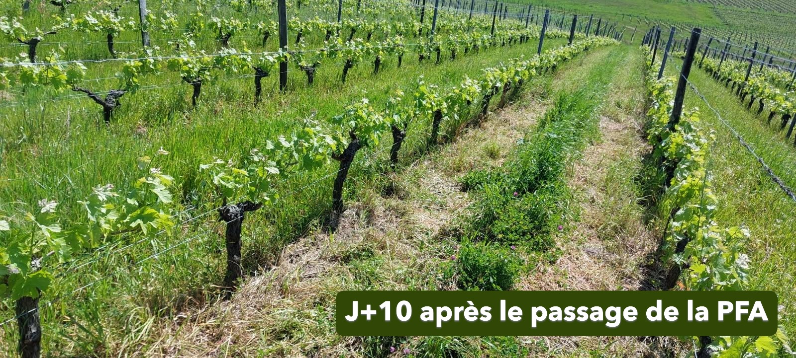 terral-pailleuse-faucheuse-andaineur-pfa-vigne-3-en-1 image 6